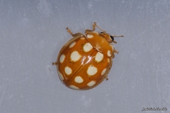 Calvia quindecimguttata