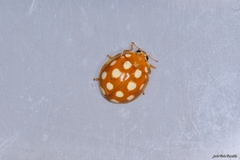 Calvia quindecimguttata