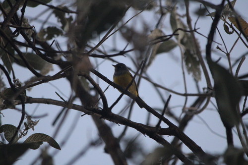 MacGillivray's Warbler (Geothlypis tolmiei), photo 8