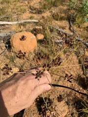 Lichtensteinia lacera