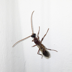 Myrmecia nigriceps