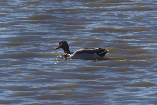 Mallard photographed in Wyoming
