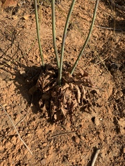 Lichtensteinia lacera
