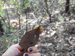 Striatoandricus nievesaldreyi