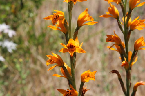 Parrot’s Beak Orchid (Chloraea chrysantha)