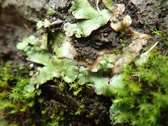 Mannia gracilis