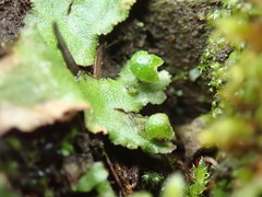 Mannia gracilis