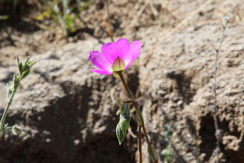 Rock Purslane (Cistanthe grandiflora)