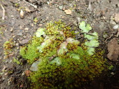 Mannia gracilis
