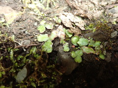 Mannia gracilis