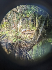 Trachemys scripta scripta