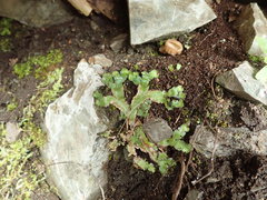 Mannia gracilis