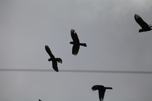 Baudin's Black Cockatoo (Zanda baudinii)