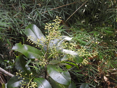 Ardisia revoluta