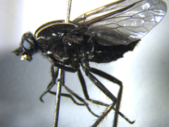 Megathereva bilineata