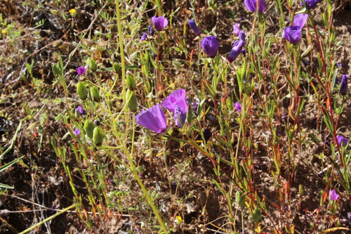 Clarkia tenella, photograph 6