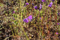 Clarkia tenella, photograph (c) Cesar Ormazabal, some rights reserved (CC BY)