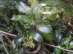 Ardisia revoluta
