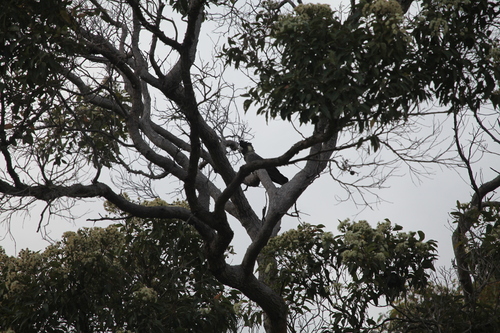 Baudin's Black Cockatoo (Zanda baudinii), photo 2