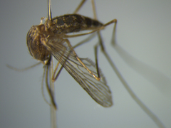 Culex quinquefasciatus