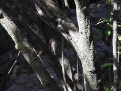 Ardisia revoluta