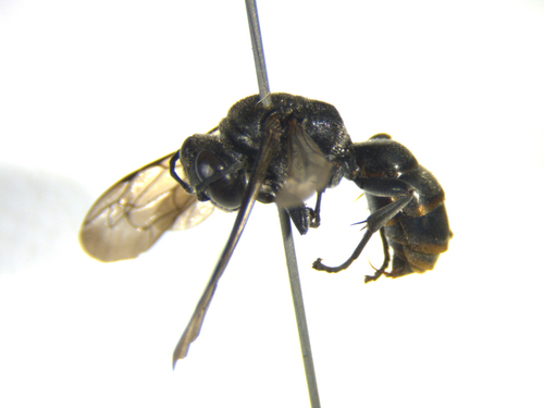 Pison marginatum observed 2020-02-01