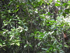 Ardisia revoluta