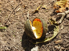 Tabernaemontana tomentosa