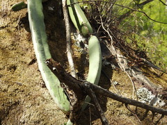 Selenicereus ocamponis