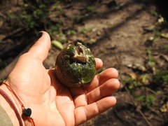 Tabernaemontana tomentosa