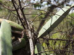 Selenicereus ocamponis