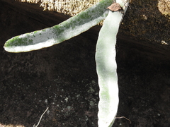 Selenicereus ocamponis