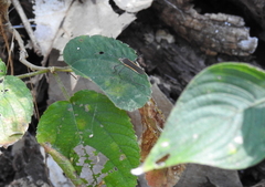 Plapigus circumcinctus