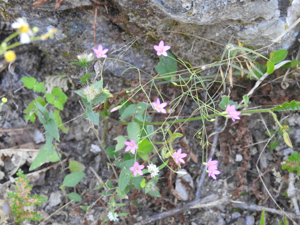 Zeltnera setacea