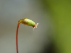 Eurhynchiastrum pulchellum