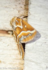 Caripeta angustiorata