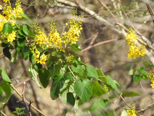 Galphimia floribunda