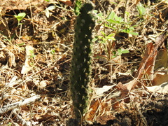 Opuntia decumbens