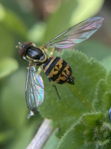 Unknown species found near Orange County, NC, USA