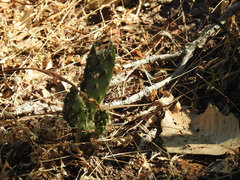 Opuntia decumbens