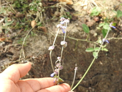 Salvia lasiocephala