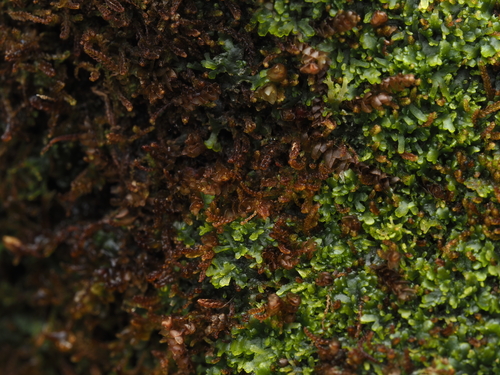 Paracromastigum pachyrhizum