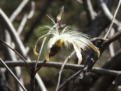 Pseudobombax palmeri