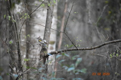 Setophaga coronata image