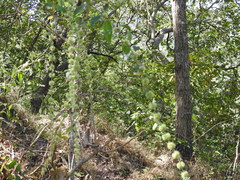 Asterohyptis stellulata