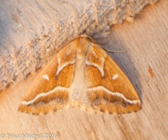 Caripeta angustiorata