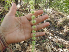 Asterohyptis stellulata