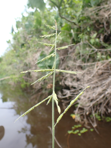 Eriochloa punctata observed 2026-03-19