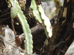 Selenicereus ocamponis