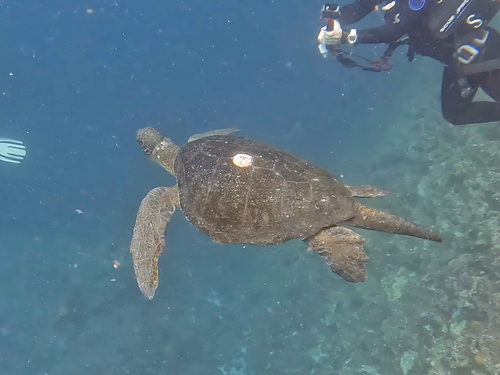 Chelonia mydas